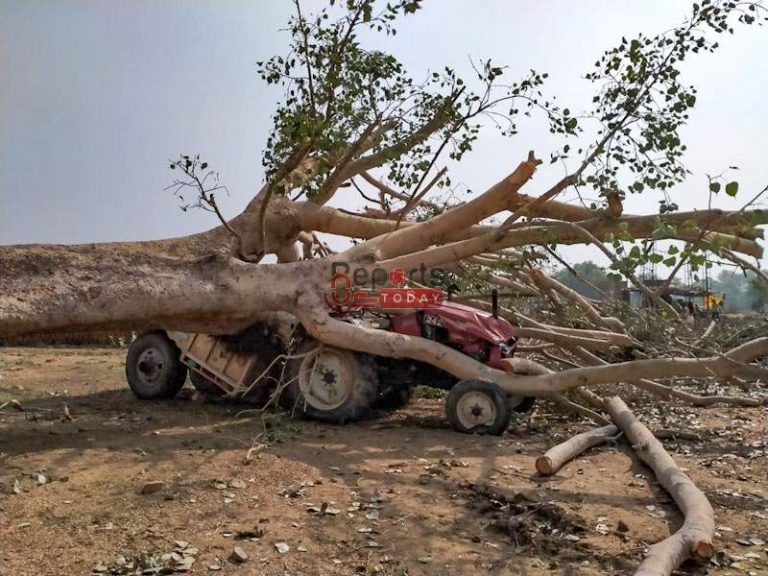 तीन चौथाई बेलाताल अभी भी अंधेरे में, सैकड़ों पेड़ जड़ से उखड़े, ट्रैक्टर पर गिरा पेड़